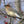 Load image into Gallery viewer, Monhegan Birding Workshop
