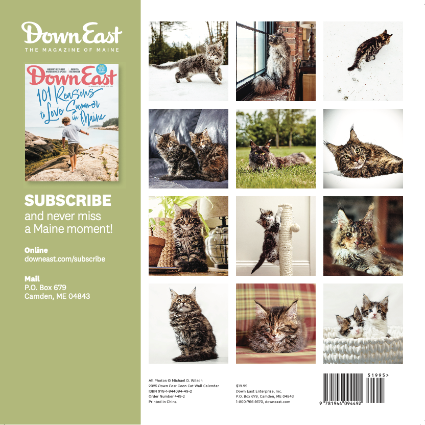 Maine Coon Cat Wall Calendar Down East Shop Down East Shop