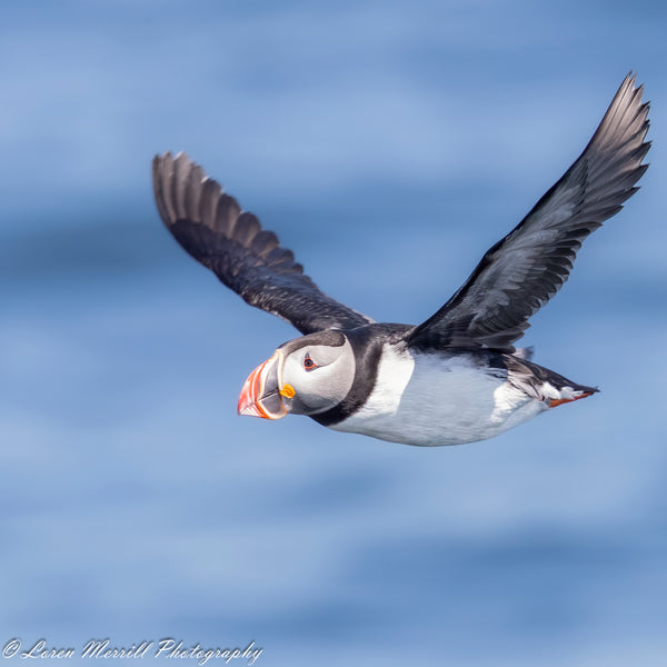 Puffins and Seals Photography Cruise to Eastern Egg Rock