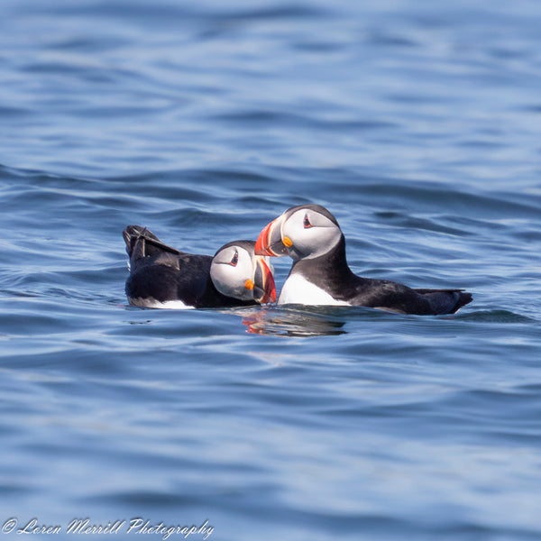 Puffins and Seals Photography Cruise to Eastern Egg Rock
