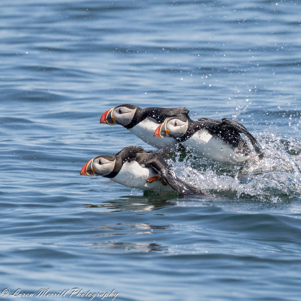 Puffins and Seals Photography Cruise to Eastern Egg Rock