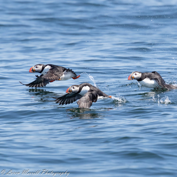 Puffins and Seals Photography Cruise to Eastern Egg Rock