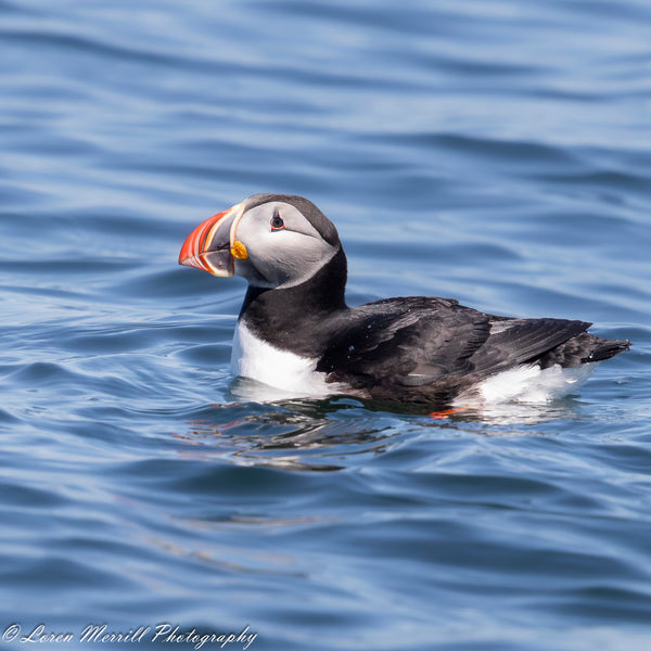 Puffins and Seals Photography Cruise to Eastern Egg Rock