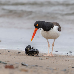 Introduction to Bird Photography