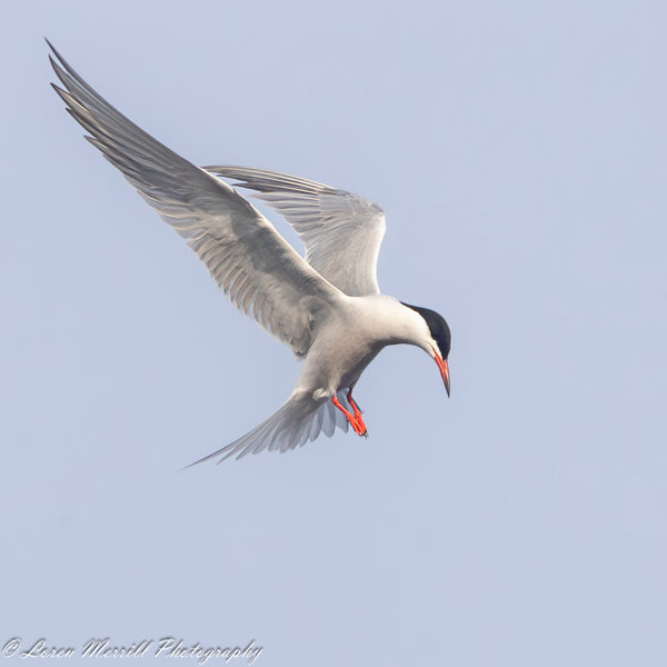 Puffins and Seals Photography Cruise to Eastern Egg Rock