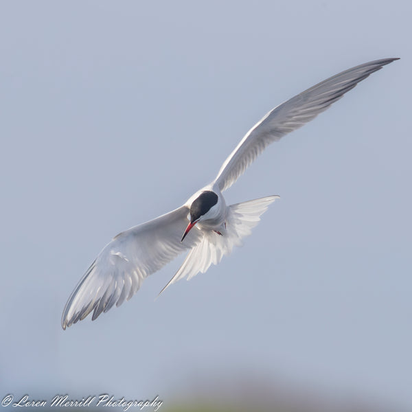 Puffins and Seals Photography Cruise to Eastern Egg Rock