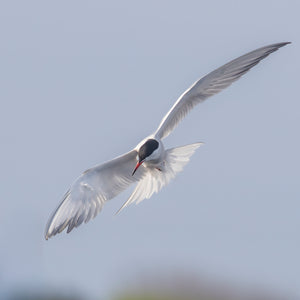 Introduction to Bird Photography