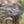 Introduction to Bird Photography