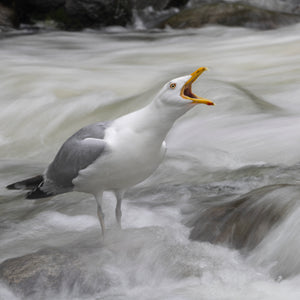 Introduction to Bird Photography