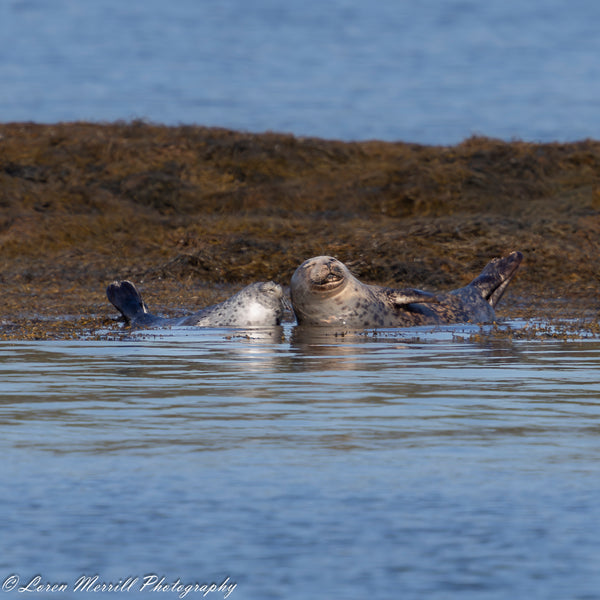Puffins and Seals Photography Cruise to Eastern Egg Rock