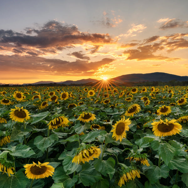 Western Maine Photography Workshops