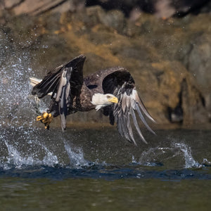 Wildlife photography workshop featuring alewives running in the river, captured during a Midcoast Alewife Run with Down East Adventures.