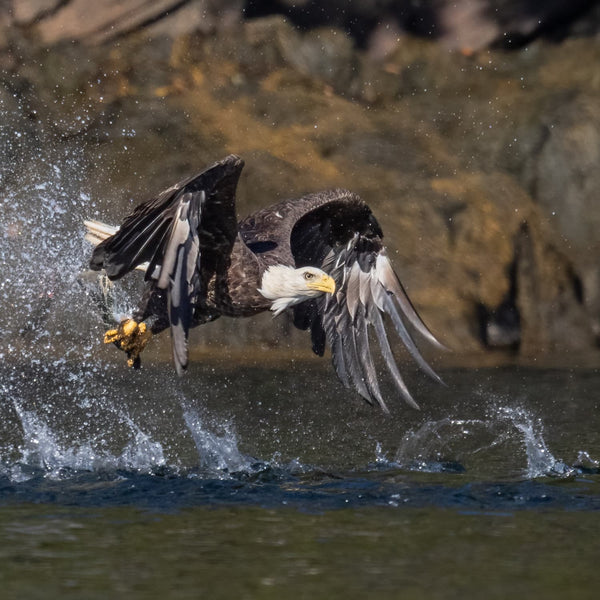 Midcoast Alewife Run Wildlife Photography Workshop