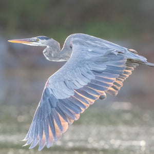 Wildlife photography workshop featuring Alewife run scene with alewives fish at dawn, captured during Down East Adventures' Midcoast Alewife Run.