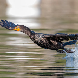 Wildlife photography workshop with Alewives running in the ocean, captured during the Midcoast Alewife Run by Down East Adventures