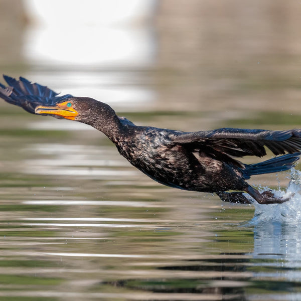 Midcoast Alewife Run Wildlife Photography Workshop