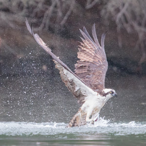 Wildlife photography workshop with Alewives in the Midcoast Alewife Run, organized by Down East Adventures