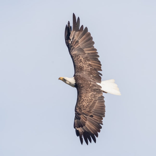 Midcoast Alewife Run Wildlife Photography Workshop