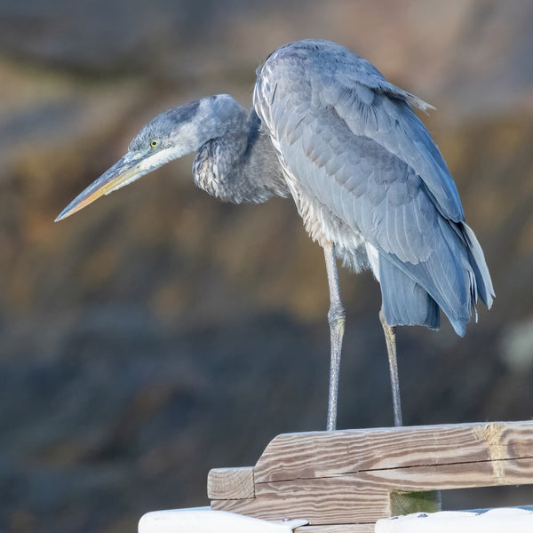 Midcoast Alewife Run Wildlife Photography Workshop