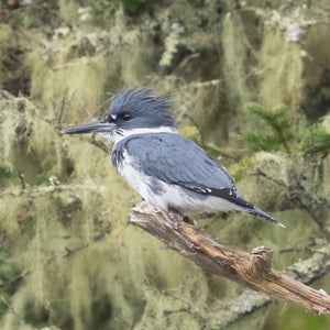 Wildlife photography workshop with Alewives running, hosted by Down East Adventures in Midcoast Alewife Run area.