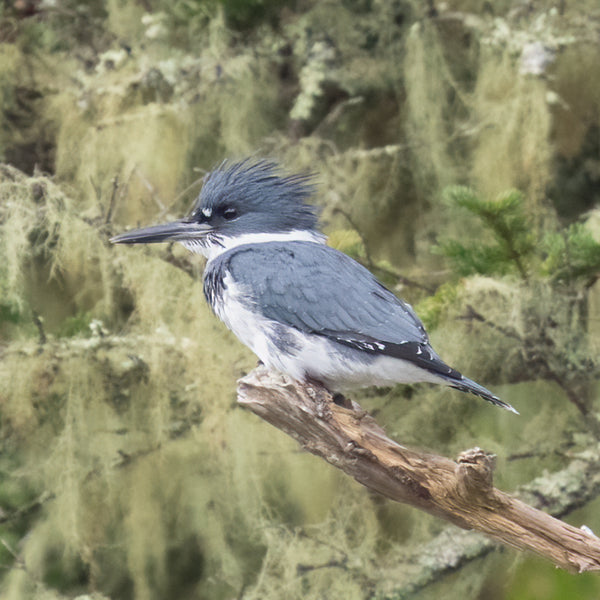 Midcoast Alewife Run Wildlife Photography Workshop