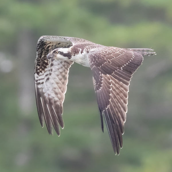 Midcoast Alewife Run Wildlife Photography Workshop