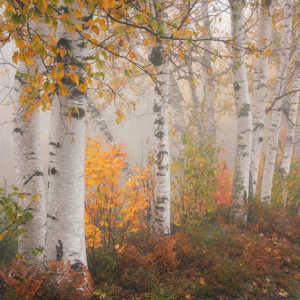 Western Maine Fall Photography Workshops