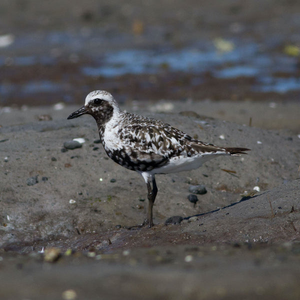 Summer Shorebirds Workshop