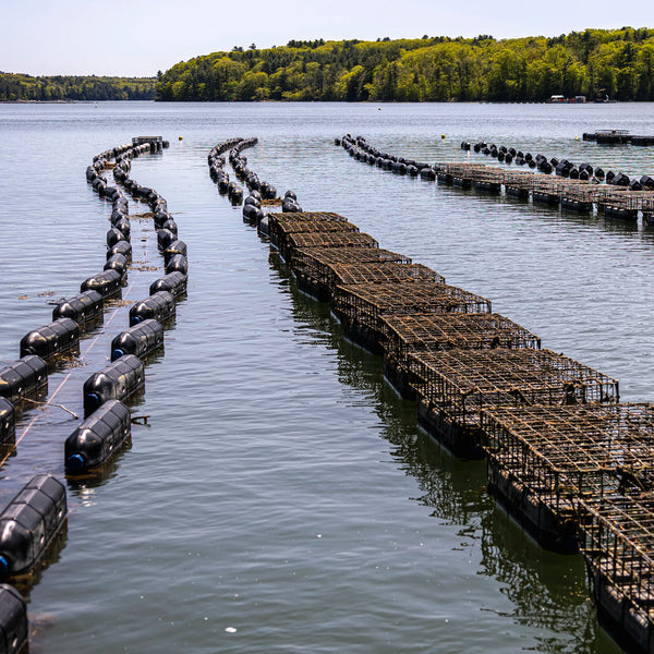 Oyster Farms Charter Adventure