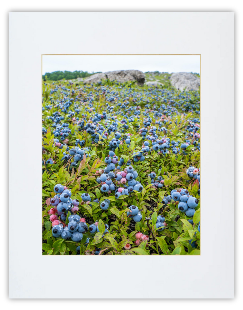 Close-up of blueberries print by Down East Prints, featuring vibrant blueberries on a white background.