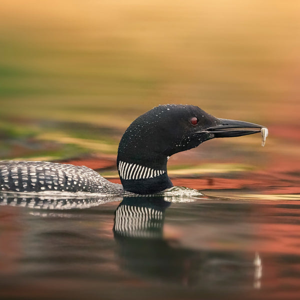 Western Maine Photography Workshops