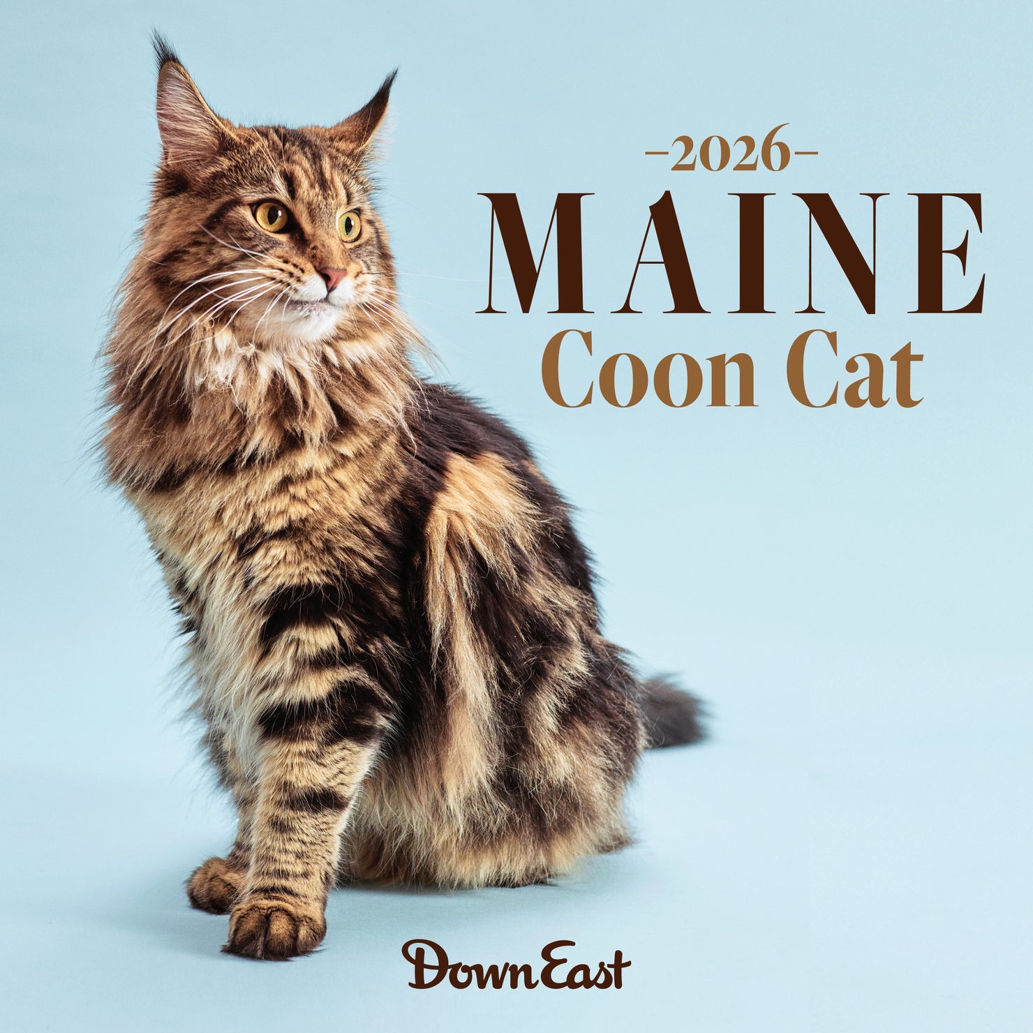 Maine Coon cat wall calendar by Down East Calendar featuring a large, fluffy Maine Coon cat sitting on a windowsill.