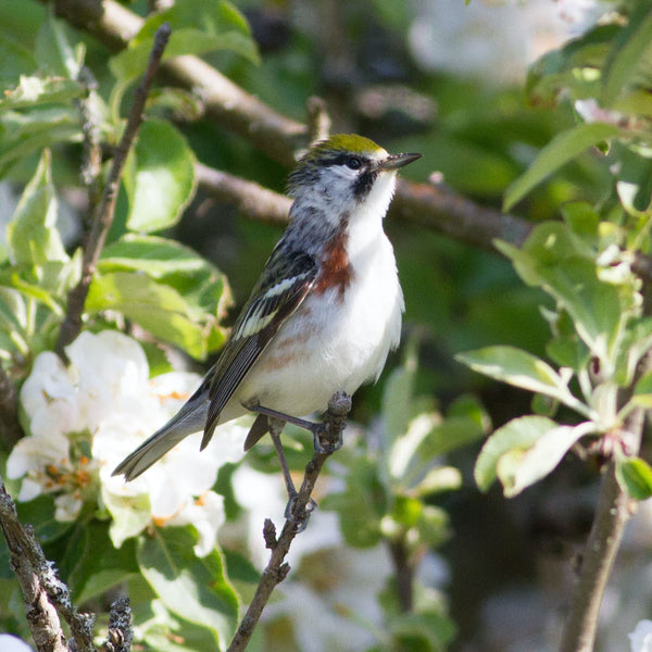 Spring Songbirds Workshop