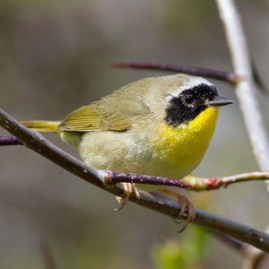 Common yellowthroat bird from the Spring Songbirds Workshop by Down East Adventures, shown perched on a branch.
