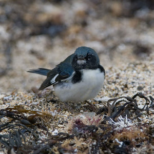 Photograph of participants during the Monhegan Birding Workshop by Down East Adventures, observing seabirds on a scenic coastal island.