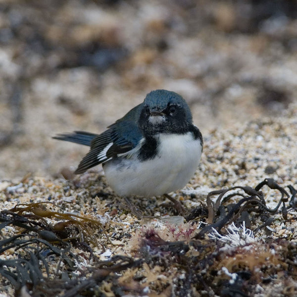 Monhegan Birding Workshop