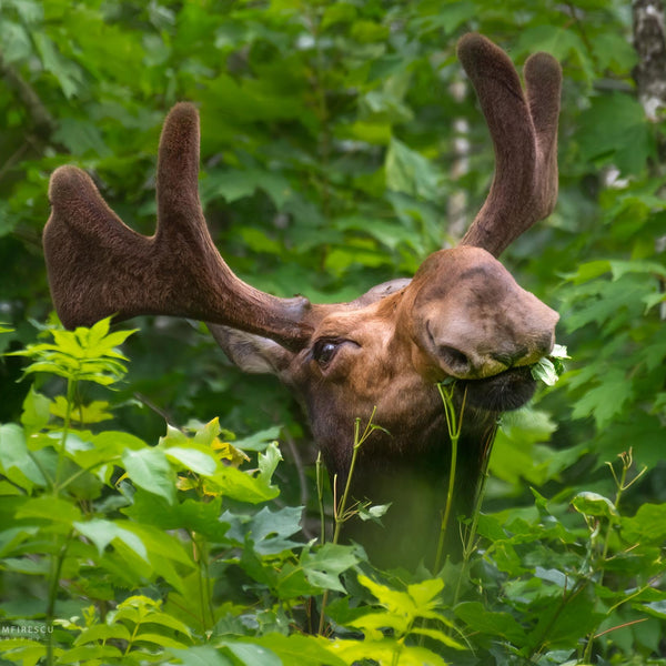 North Woods Wildlife Photography Adventure