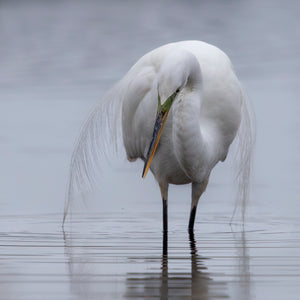 Introduction to Bird Photography