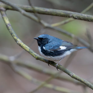 Introduction to Bird Photography