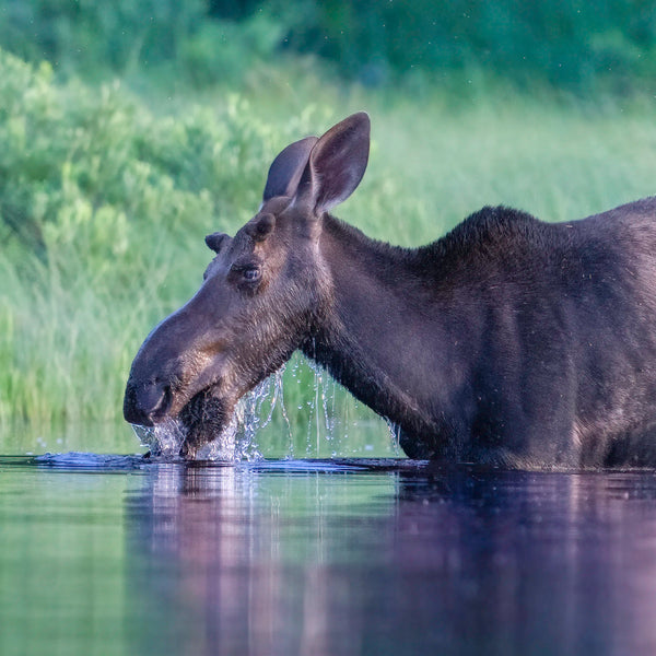 North Woods Wildlife Photography Adventure