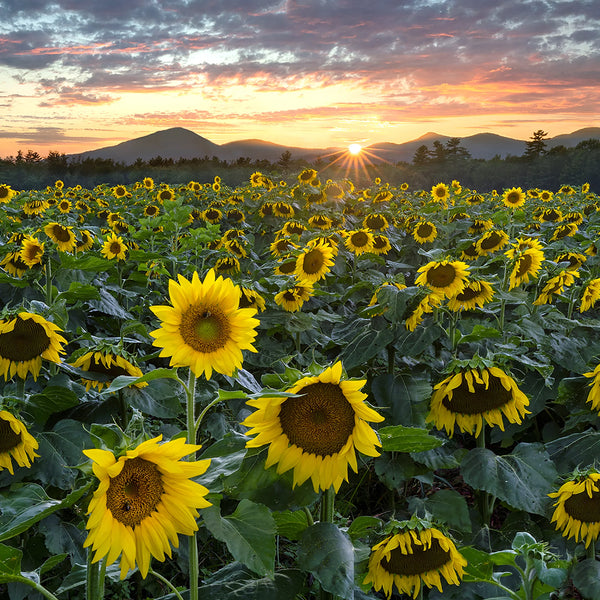 Western Maine Photography Workshops