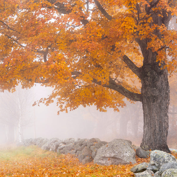 Western Maine Fall Photography Workshops