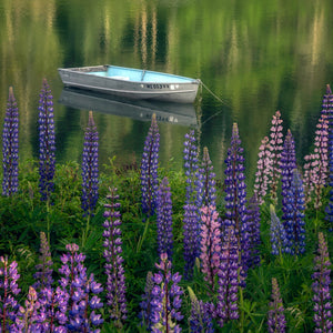 Lupine Photography Workshop by Down East Adventures featuring vibrant lupines in a scenic outdoor setting.
