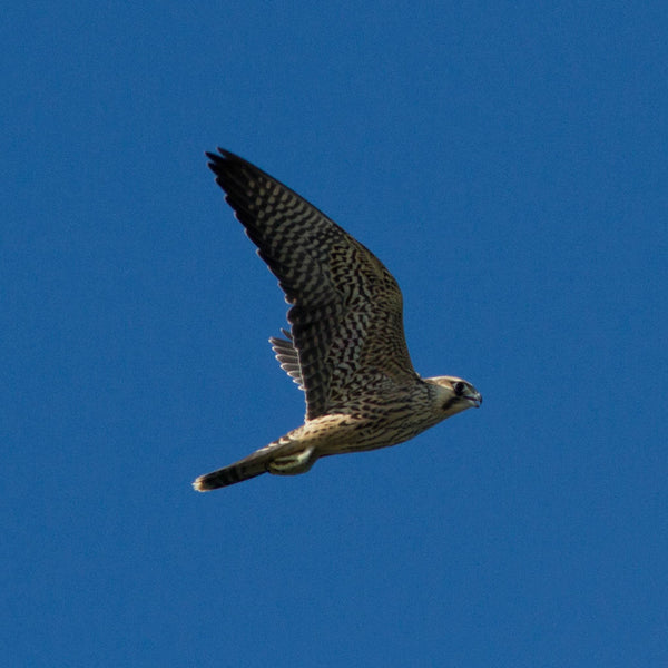 Monhegan Birding Workshop