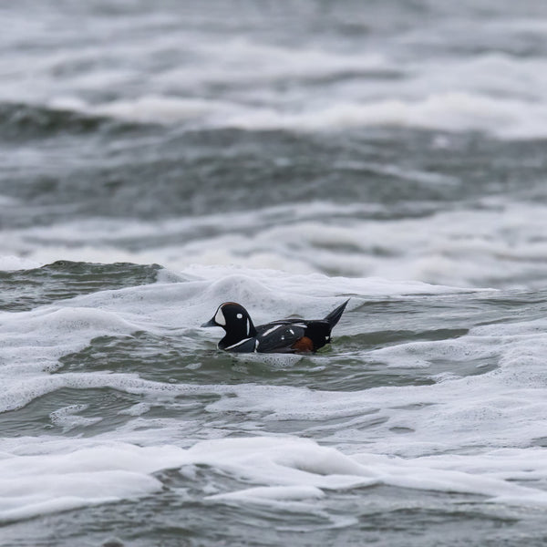 Winter Waterbirds Workshop