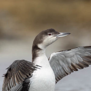 Winter waterbirds workshop by Down East Adventures, featuring participants observing birds in a snowy coastal setting.