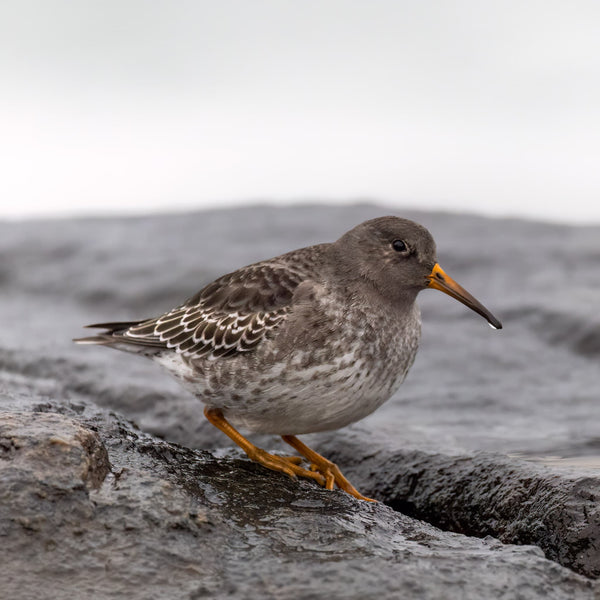 Winter Waterbirds Workshop