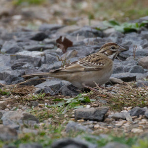 Close-up of a birding workshop sign at Monhegan with participants observing birds during a Down East Adventures event.