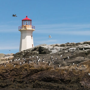 Photograph of puffins on Machias Seal Island during a Down East Adventures Puffin Photography Workshop.