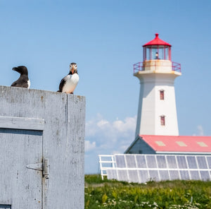 Photograph of puffins on Machias Seal Island during a Down East Adventures photography workshop, taken by John K. Putnam.